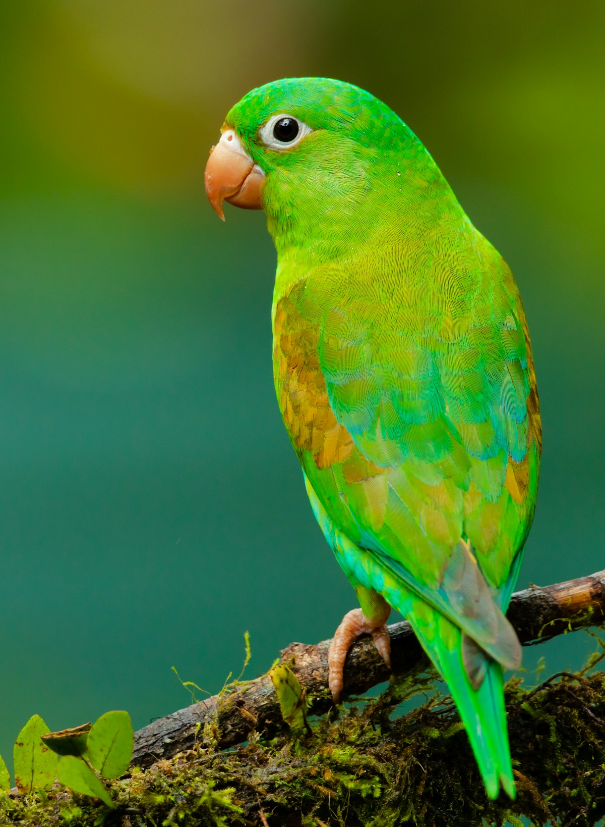21 Facts About Forests That Feel Like Magic